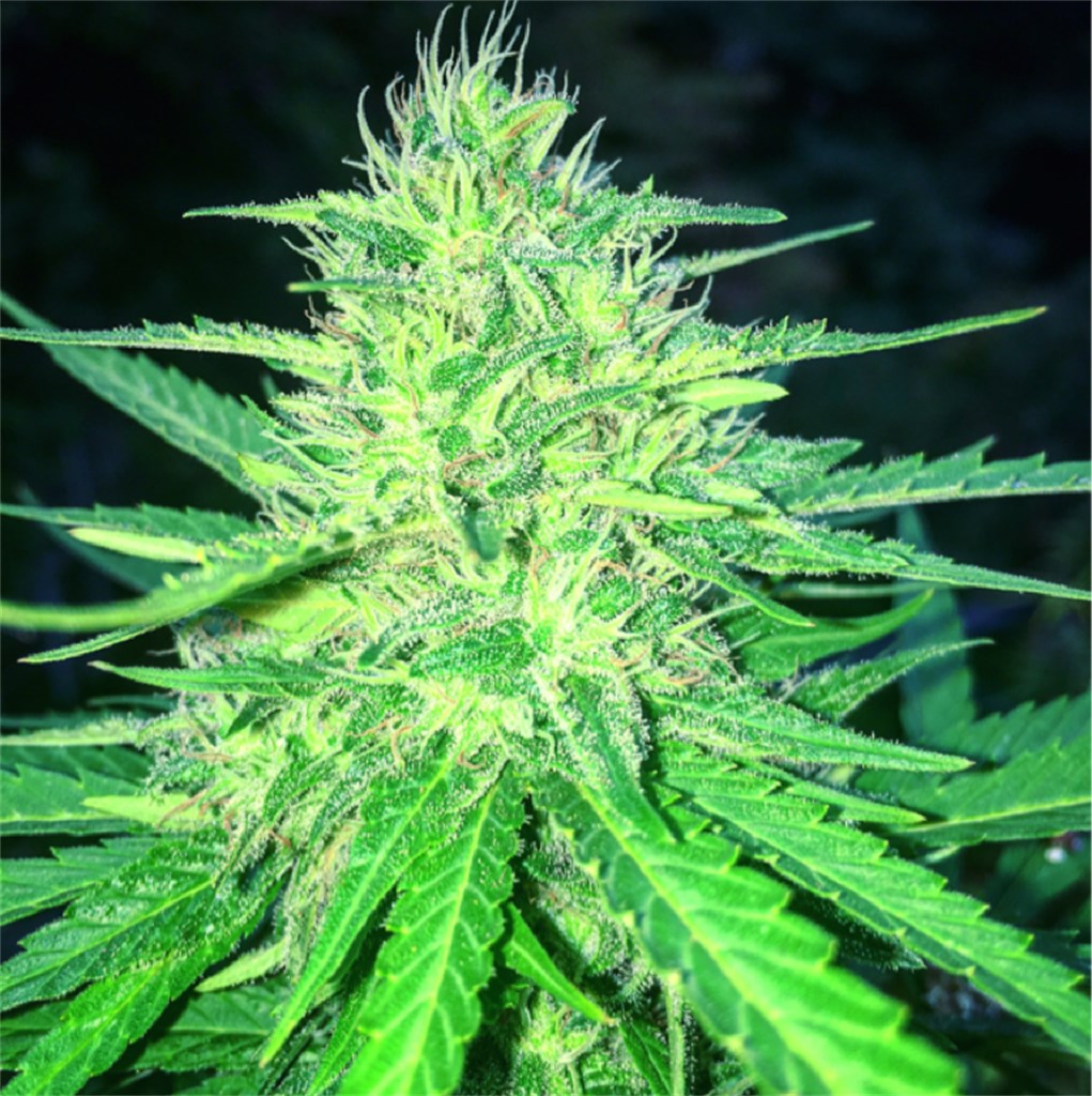 Super Cheese (Green Door)