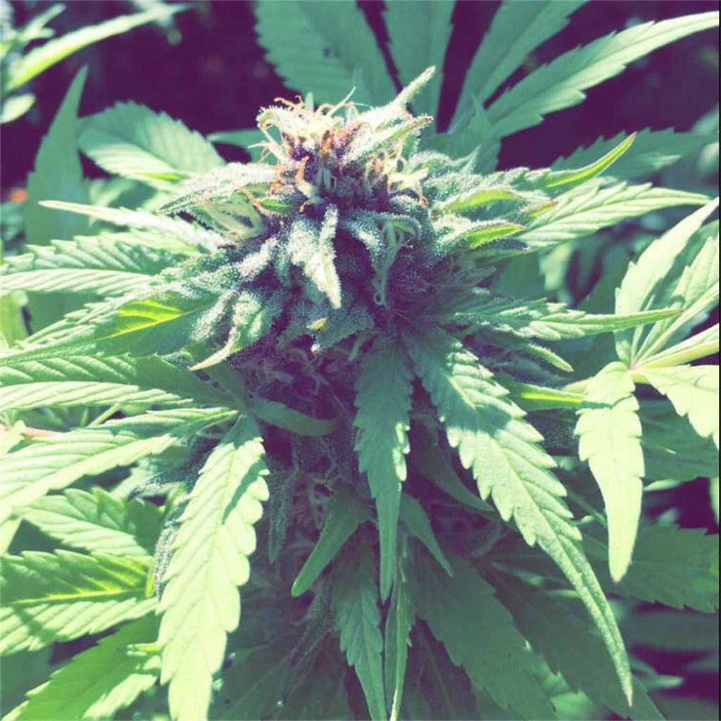 Thin Mint GSC