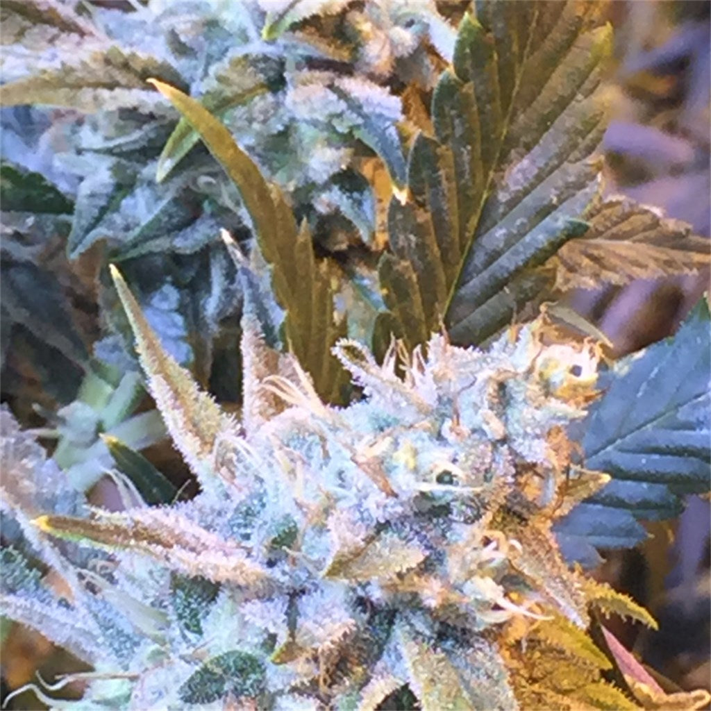Thin Mint GSC